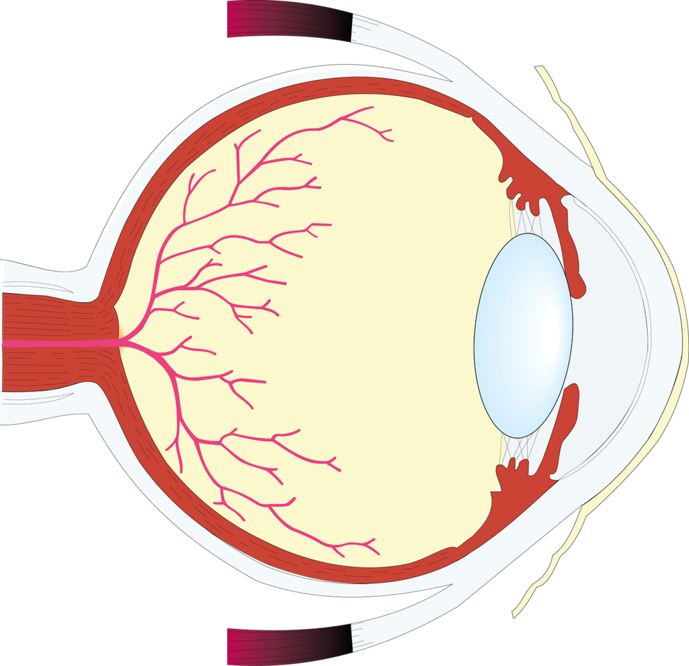 Retina and Vitreous Care in kharar